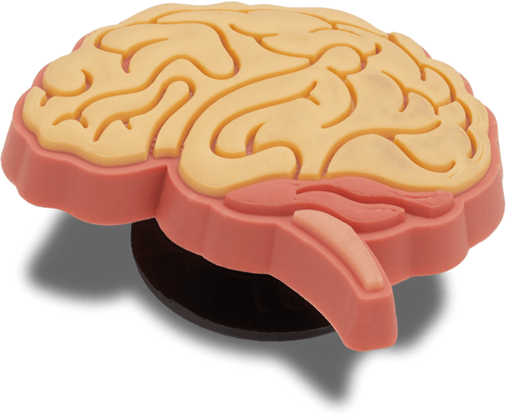 Anatomical Brain