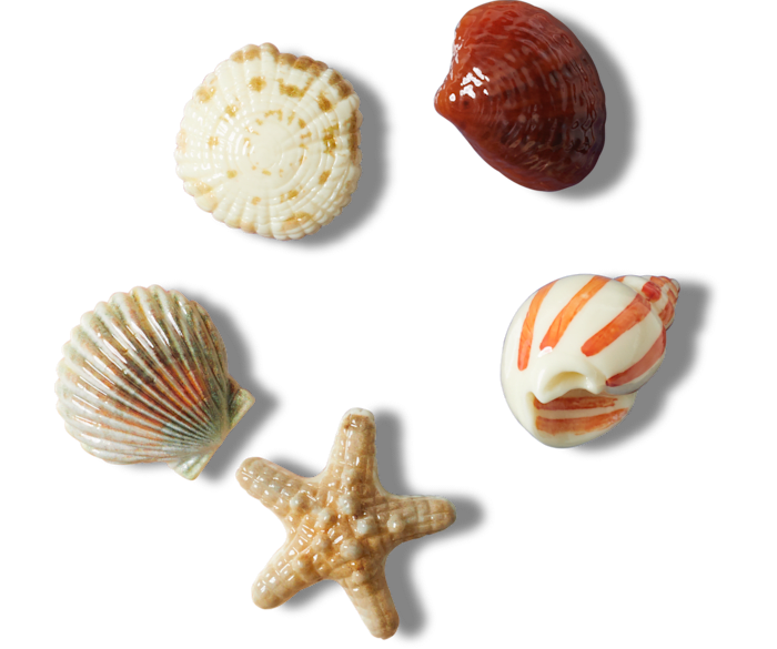 She Sells Seashells 5 Pack